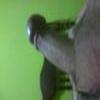 foto do perfil karlnovinho